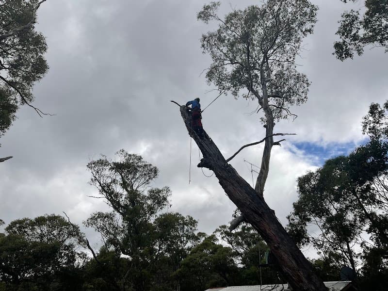 iClimb Tree Solutions tree services work in Prospect