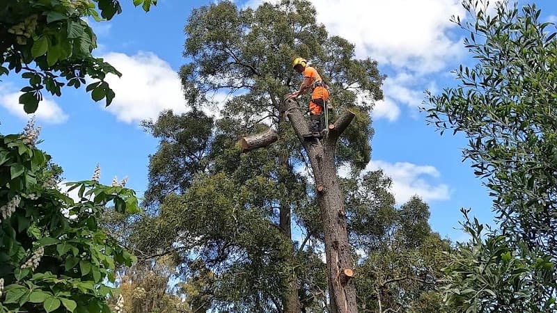 iClimb Tree Solutions tree services work in Prospect