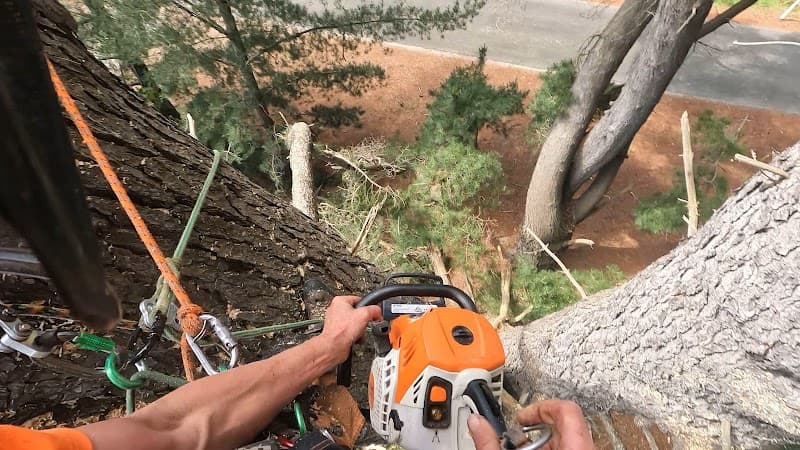iClimb Tree Solutions tree services work in Prospect