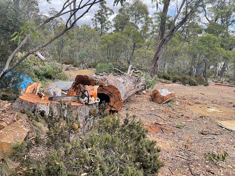 iClimb Tree Solutions tree services work in Prospect
