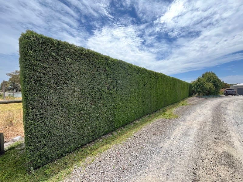 In Trim Hedge Care tree services work in Mount Martha