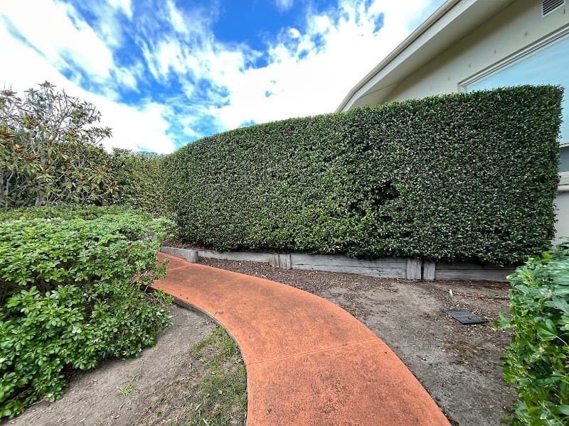 In Trim Hedge Care tree services work in Mount Martha