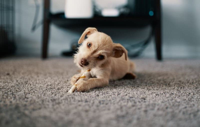 Ipswich City Carpet Cleaners carpet cleaning work in Spring Mountain