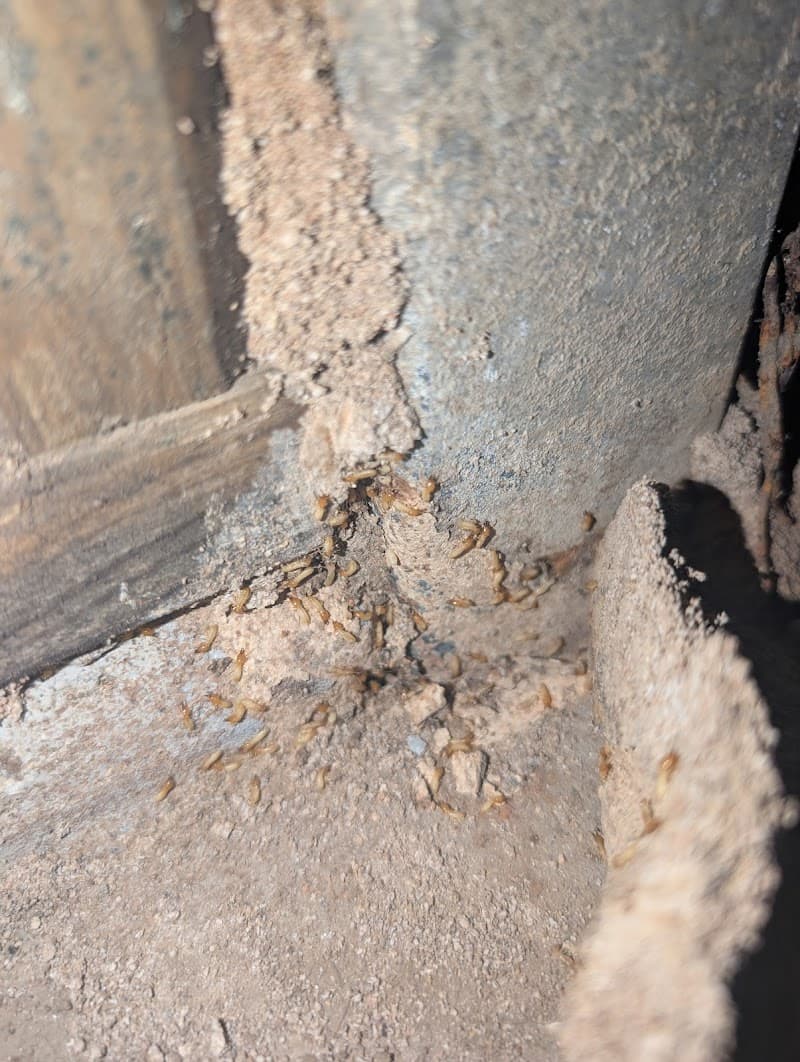 Ipswich City Pest And Termite Control pest control work in Booval