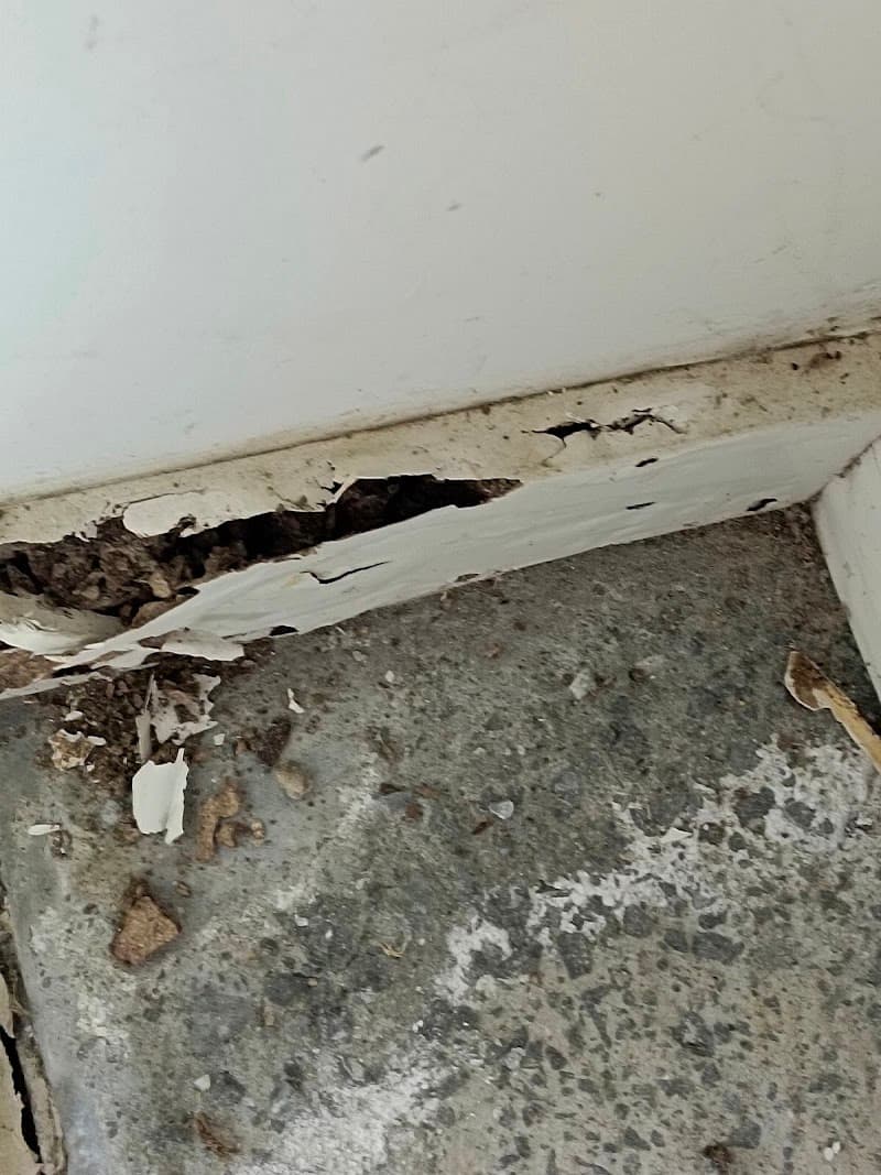 Ipswich City Pest And Termite Control pest control work in Booval