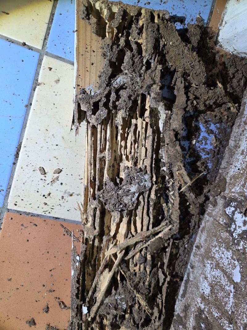 Ivey's Pest Control pest control work in Tinana