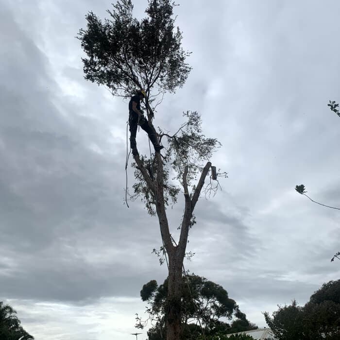 J & B Tree Service - Tree and Stump Removal Adelaide tree services work in North Haven
