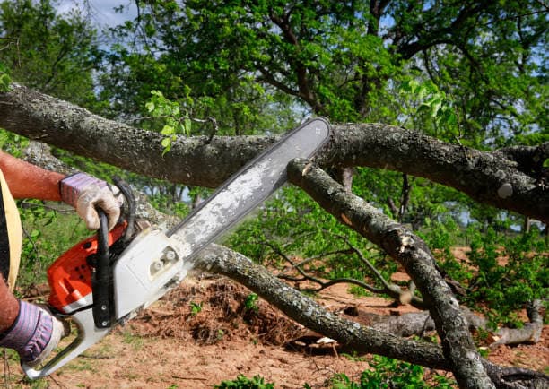 J & T Tree Service tree services work in Madora Bay