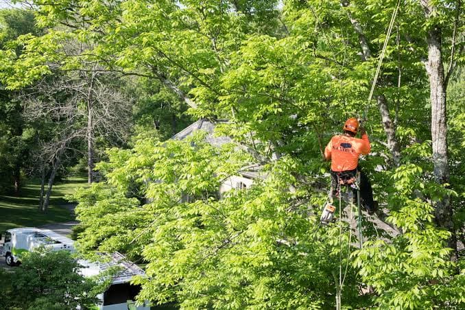 J & T Tree Service tree services work in Madora Bay