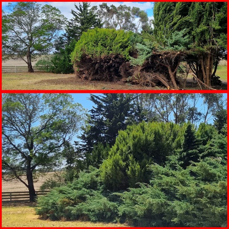 JACKWAY'S TREE AND LAND MANAGEMENT tree services work in Mount Gambier