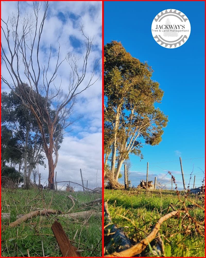 JACKWAY'S TREE AND LAND MANAGEMENT tree services work in Mount Gambier