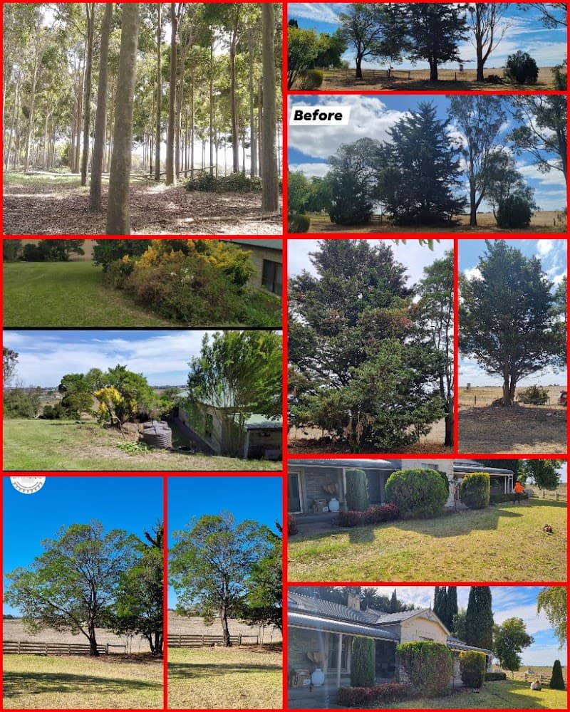 JACKWAY'S TREE AND LAND MANAGEMENT tree services work in Mount Gambier
