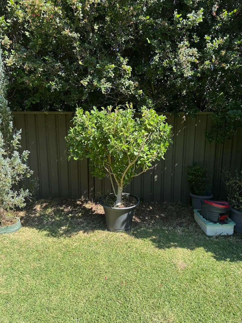 JBP lawn and garden maintenance lawn care work in Glenmore Park