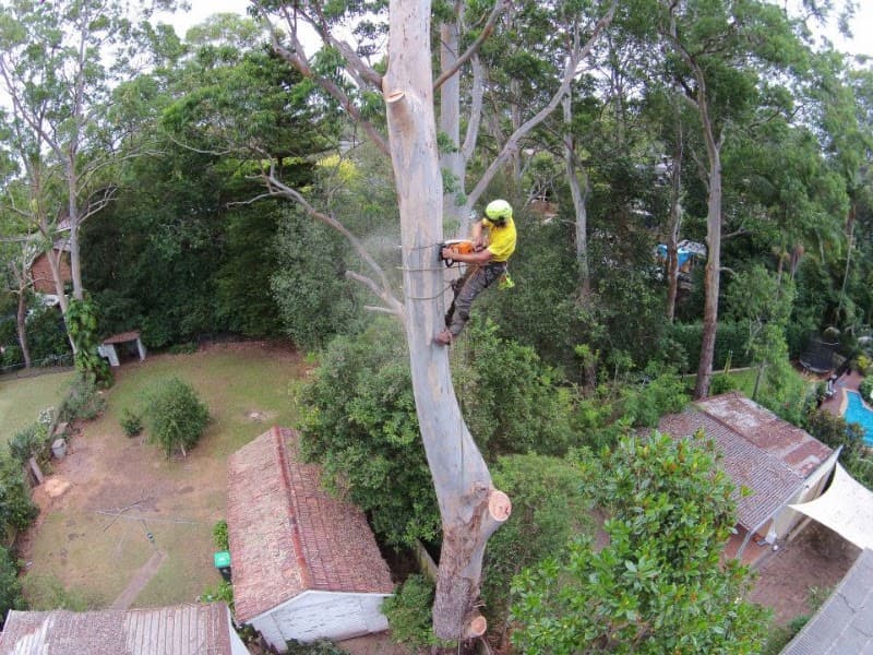 JC Tree Management - Arborist & Tree Services tree services work in Castle Hill