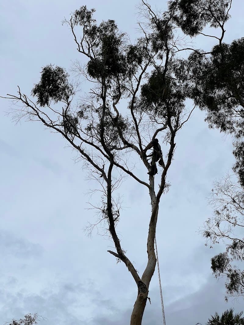 JC Tree Management - Arborist & Tree Services tree services work in Castle Hill