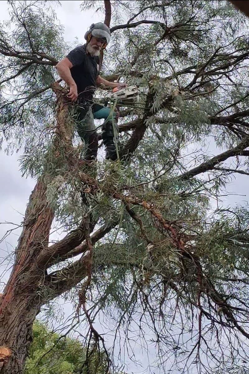 JC Tree Management - Arborist & Tree Services tree services work in Castle Hill