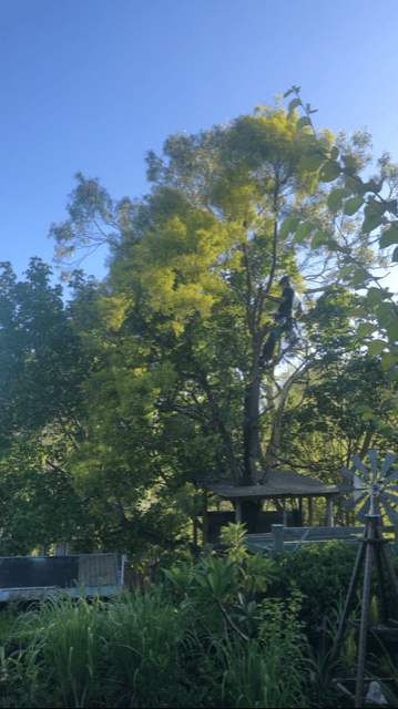 JC Tree Management - Arborist & Tree Services tree services work in Castle Hill