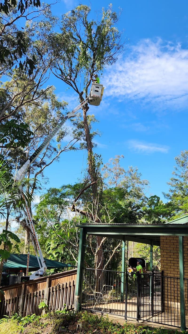 JC Tree Services tree services work in Gaven