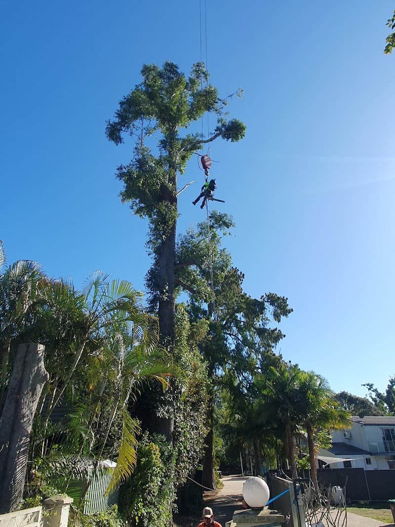 JC Tree Services tree services work in Gaven