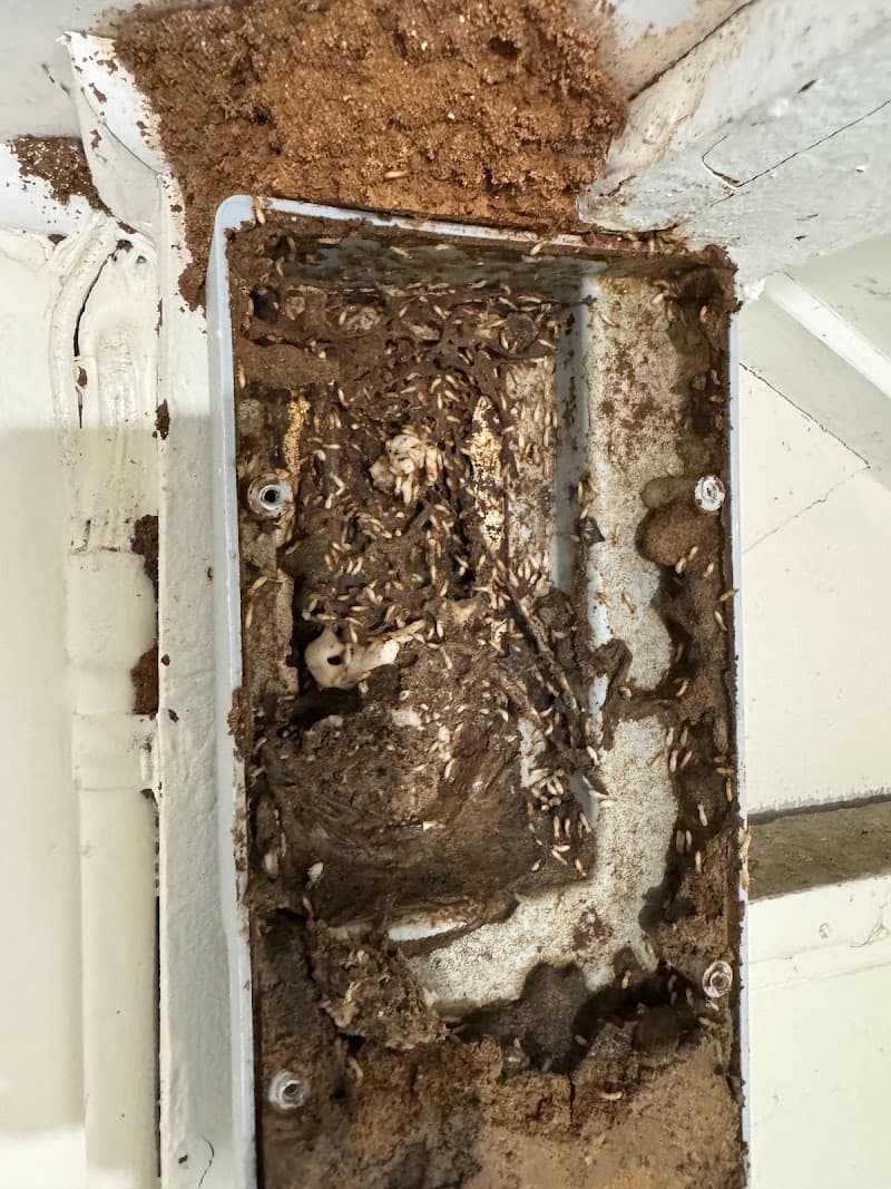 JD Pest Solutions pest control work in Menai