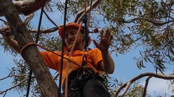 JD tree care tree services work in Umina Beach