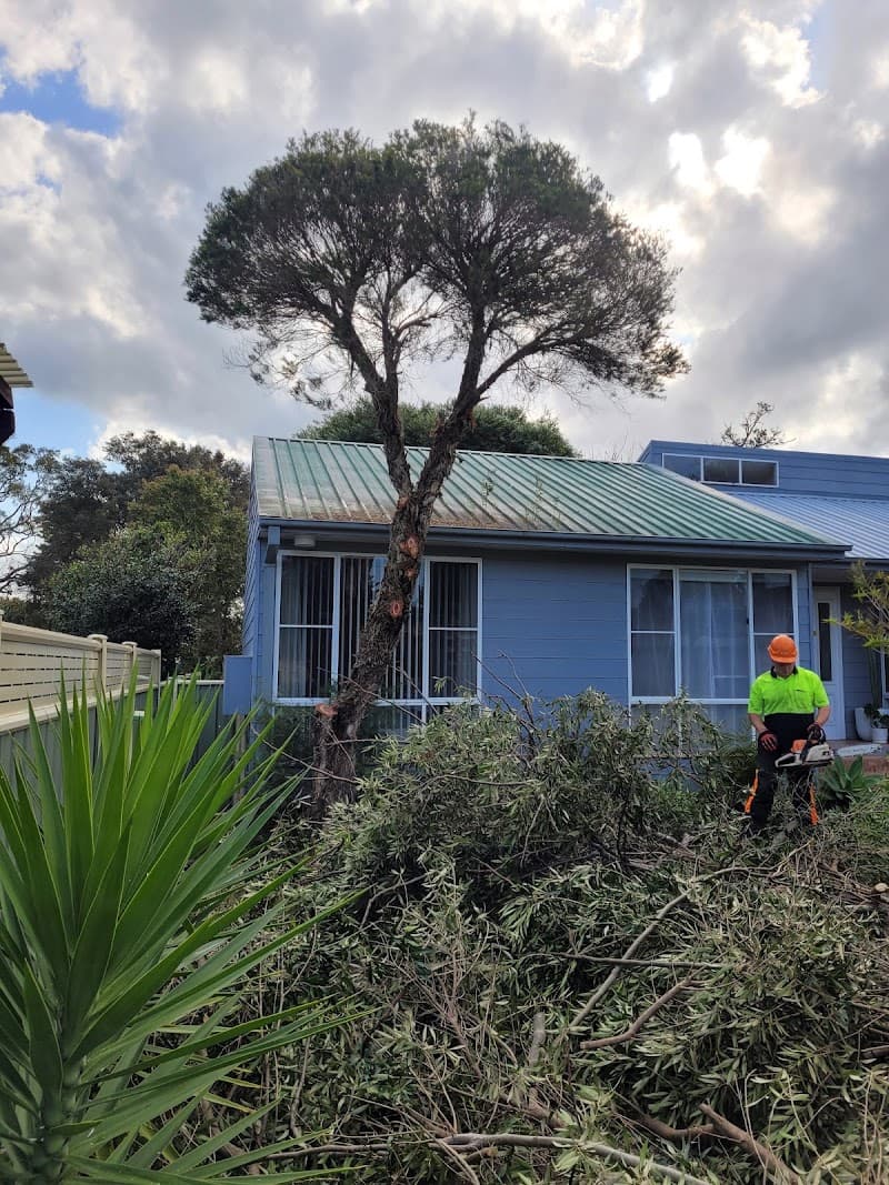JD tree care tree services work in Umina Beach