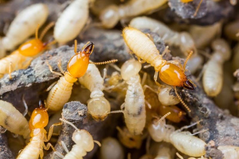 Jets Pest Control Ipswich pest control work in Ipswich