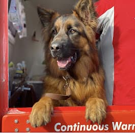 Jim's Dog Wash Ascot dog grooming work in Newstead