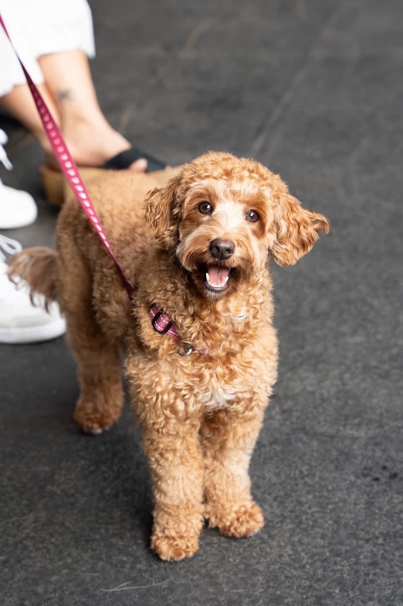Jim's Dog Wash Ascot dog grooming work in Newstead