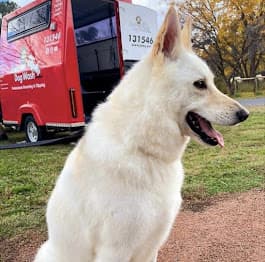 Jim's Dog Wash Ascot dog grooming work in Newstead