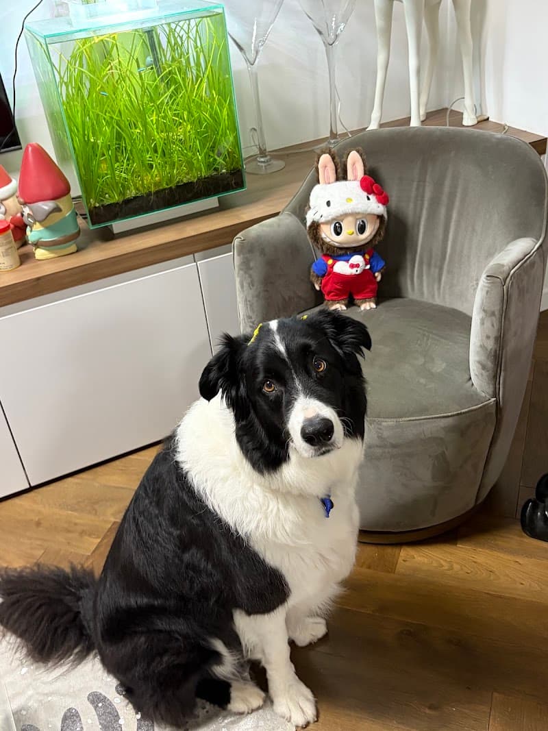 Jim's Dog Wash Ascot dog grooming work in Newstead