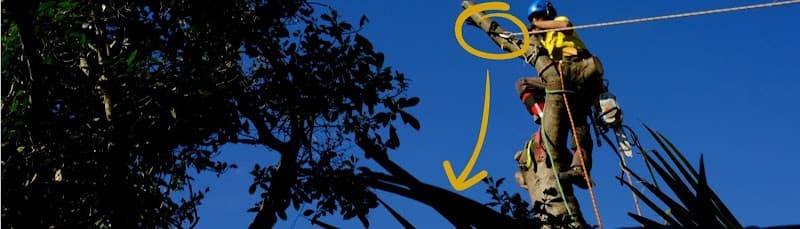 Jim's Trees & Stump Removal tree services work in Melbourne