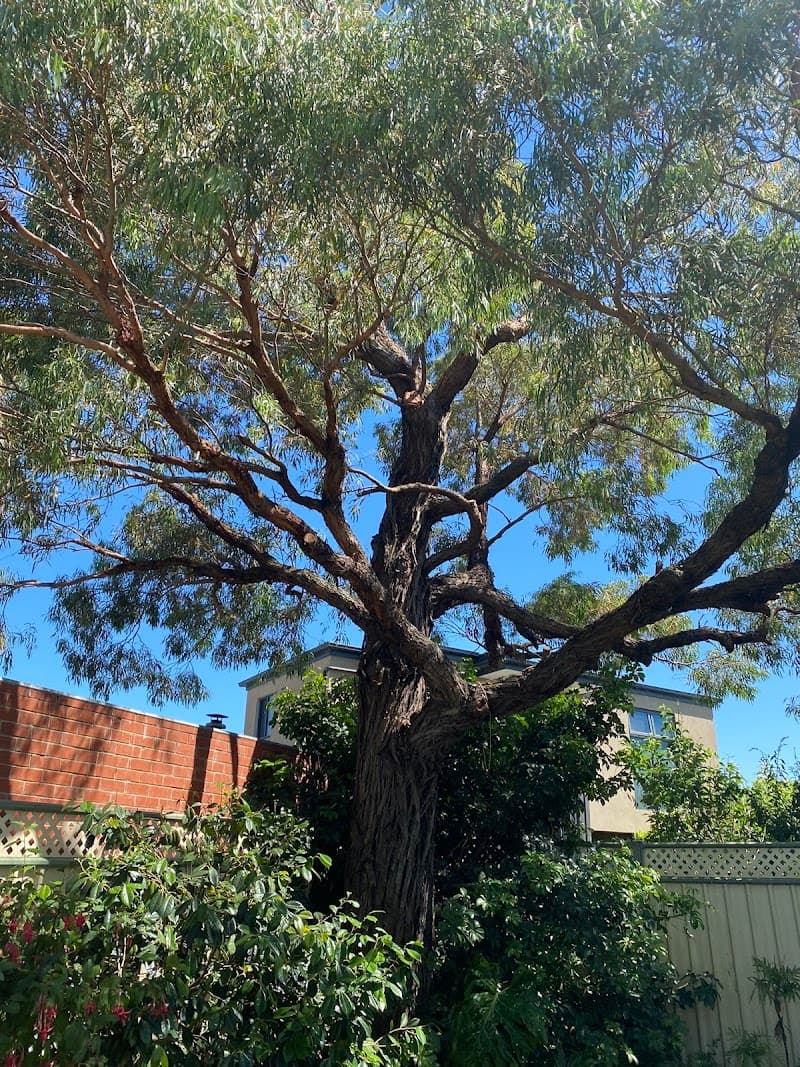 Jim's Trees & Stump Removal tree services work in Melbourne