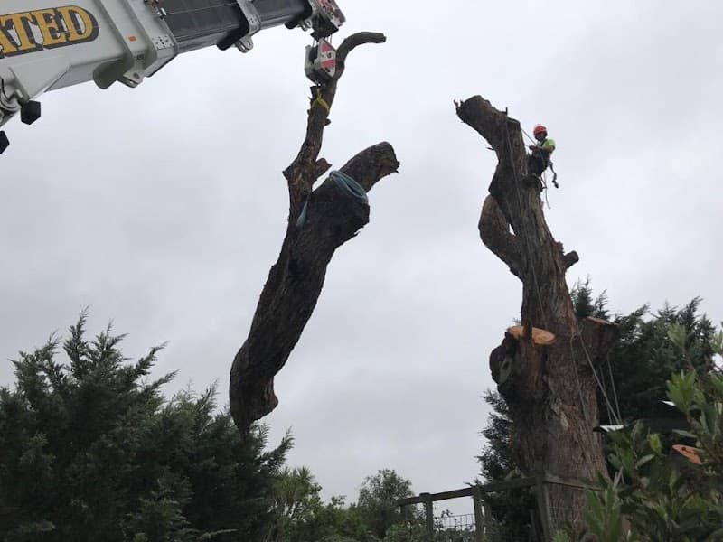 Jim's Trees & Stump Removal tree services work in Melbourne