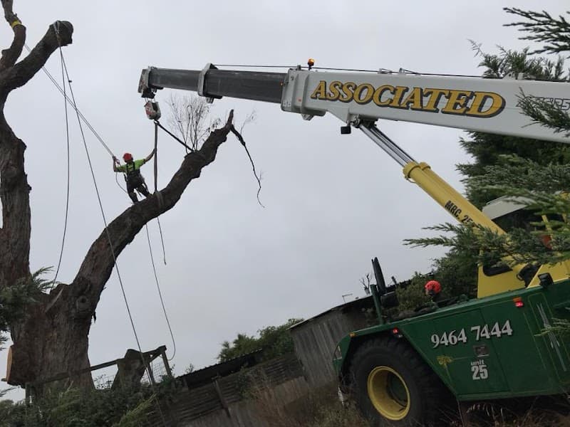 Jim's Trees & Stump Removal tree services work in Melbourne