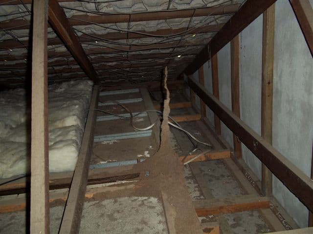 JJM Pest Management pest control work in Garbutt