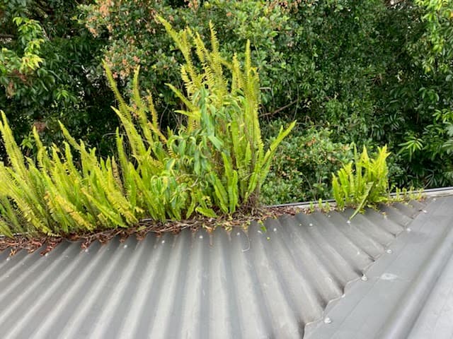 Joe's Gutter Cleaning & Maintenance gutter cleaning work in Currumbin Waters