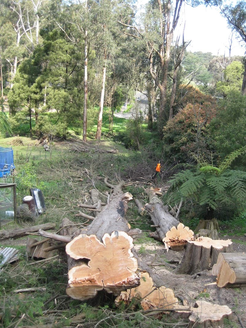 JOEYS TREE SERVICES tree services work in Dandenong