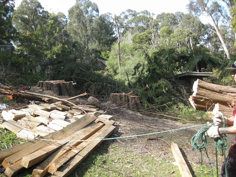 JOEYS TREE SERVICES tree services work in Dandenong