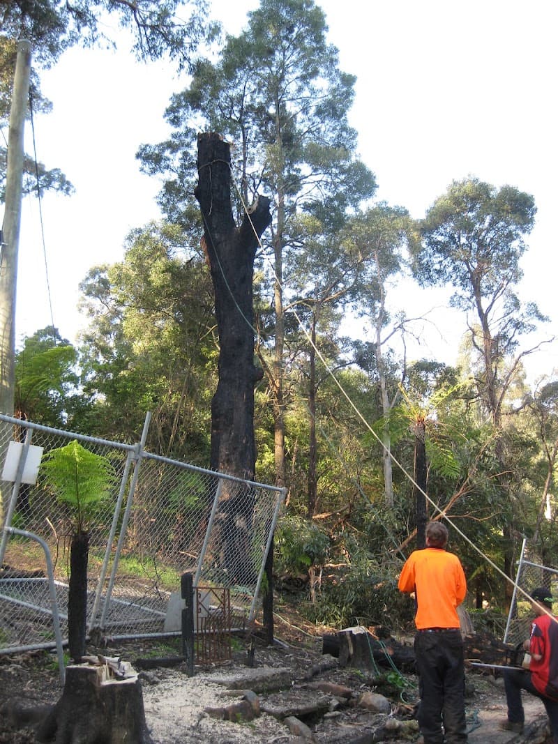 JOEYS TREE SERVICES tree services work in Dandenong