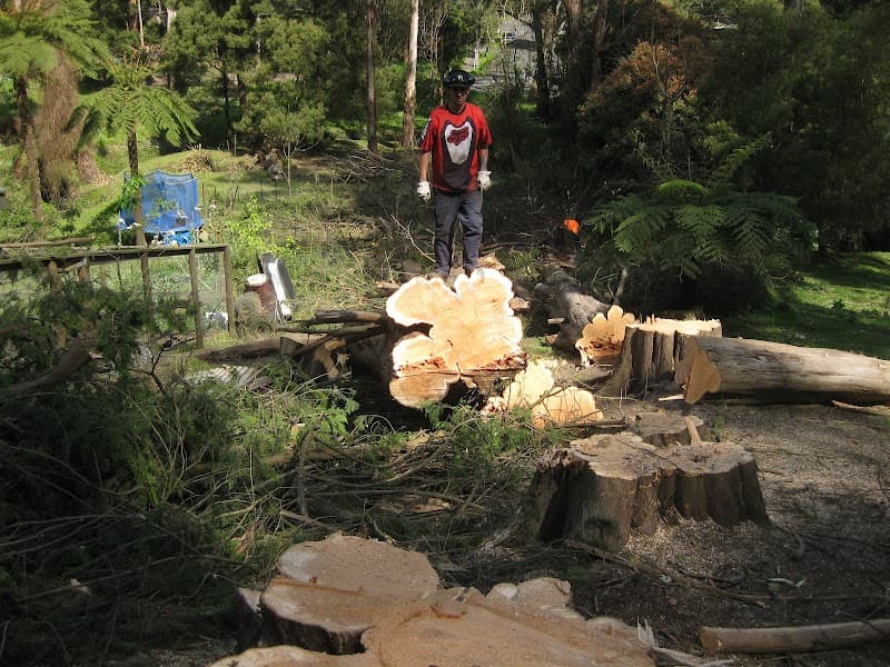 JOEYS TREE SERVICES tree services work in Dandenong
