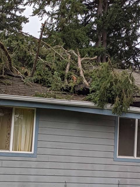 JOEYS TREE SERVICES tree services work in Dandenong