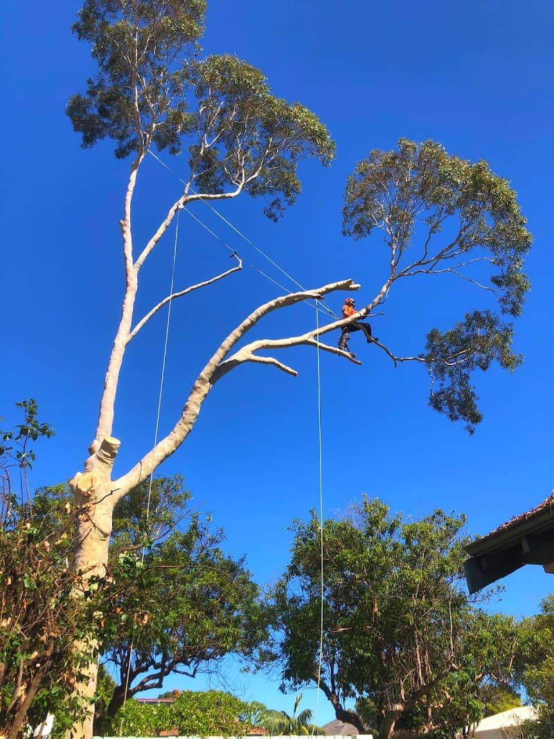Joshua Tree WA PTY LTD tree services work in Kinross