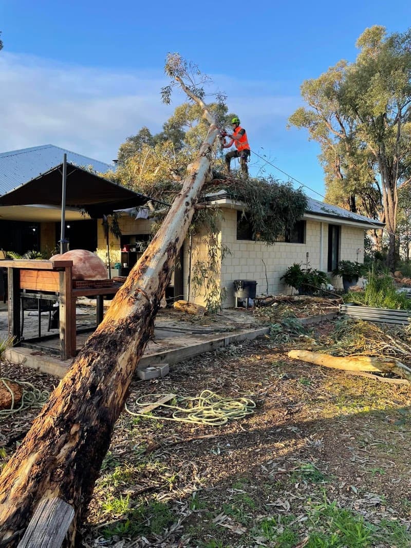 Joshua Tree WA PTY LTD tree services work in Kinross