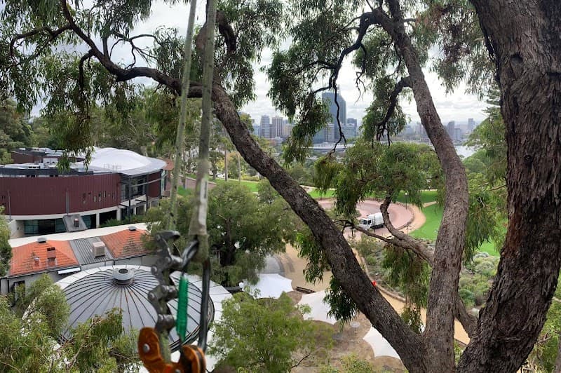Joshua Tree WA PTY LTD tree services work in Kinross
