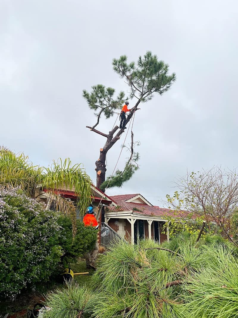 Joshua Tree WA PTY LTD tree services work in Kinross
