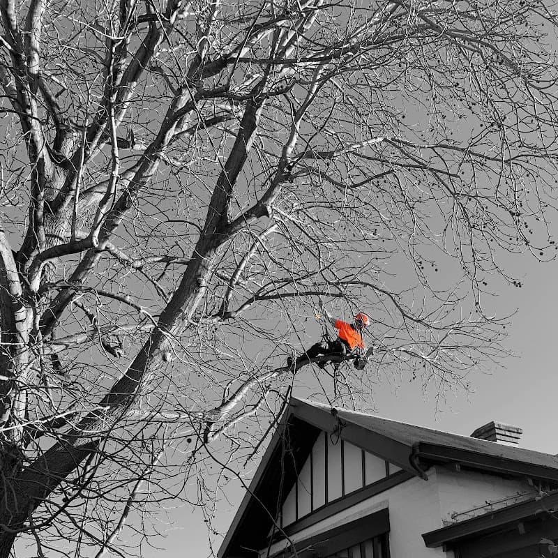 Joshua Tree WA PTY LTD tree services work in Kinross