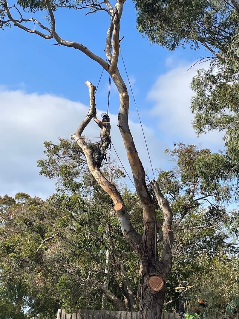 JTK Tree Services tree services work in Flinders
