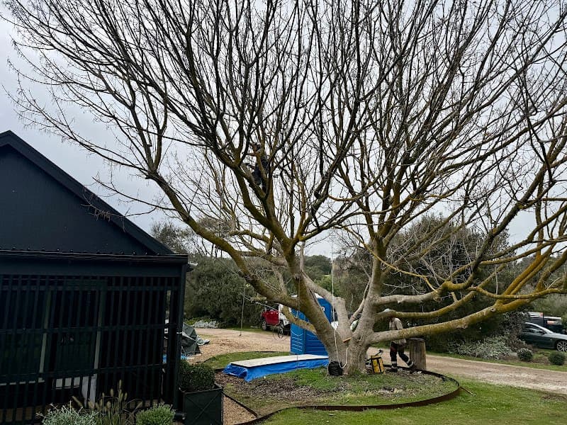 JTK Tree Services tree services work in Flinders