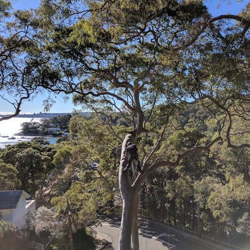 JW Tree Services tree services work in Kingsford